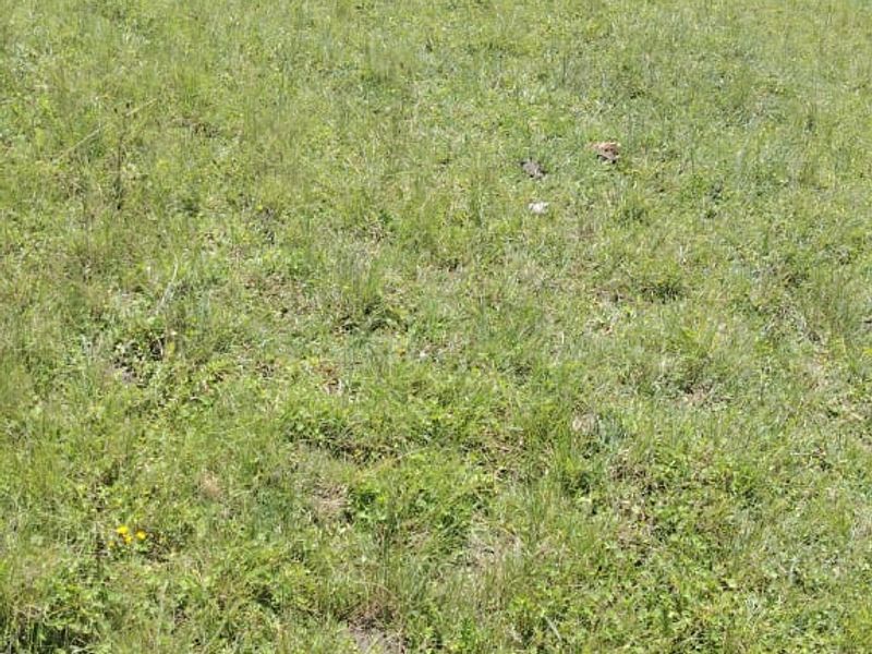 Vacant Land for Sale Maclean Town - Photo 6