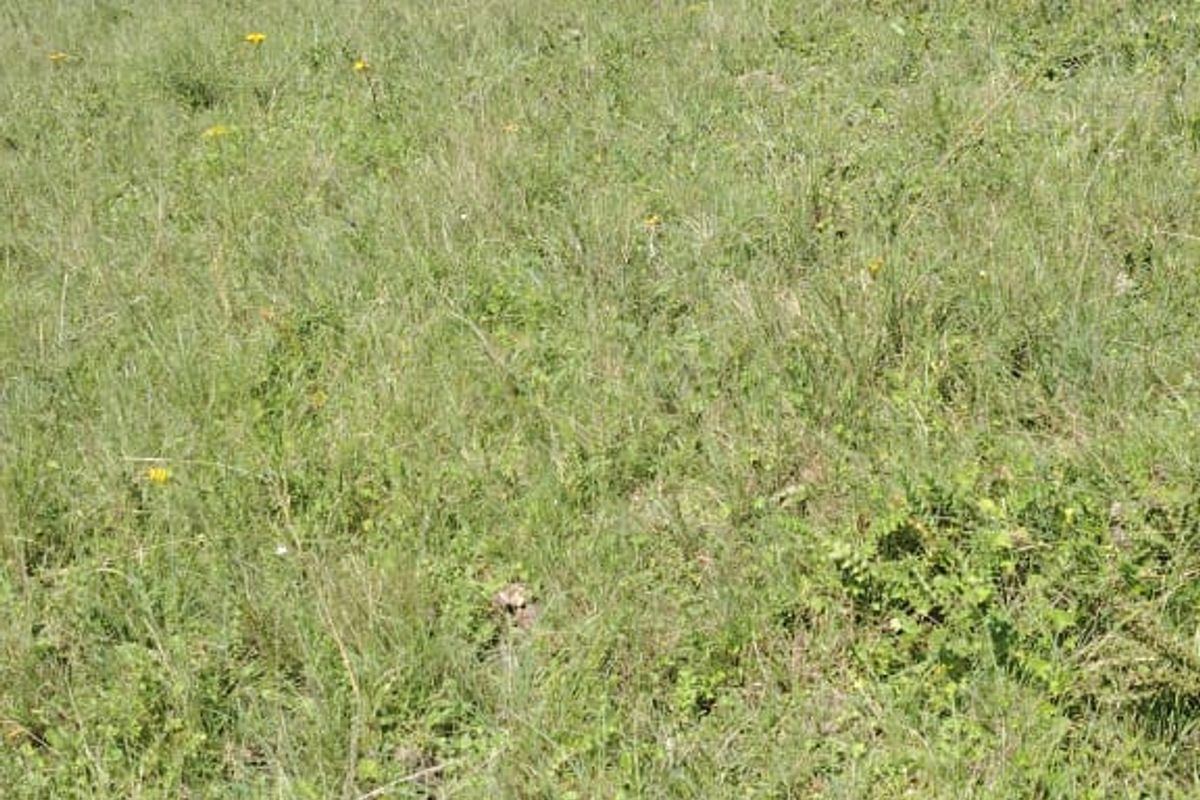 Vacant Land for Sale Maclean Town - Photo 5