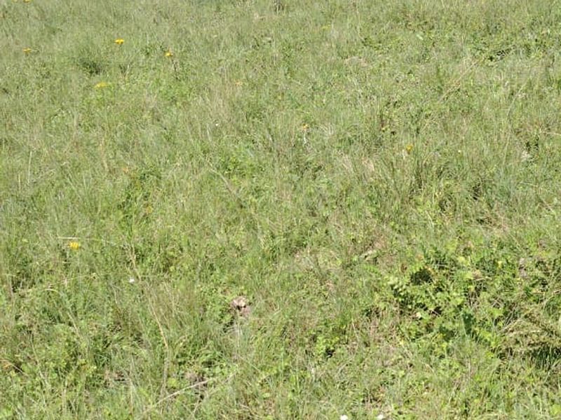 Vacant Land for Sale Maclean Town - Photo 5