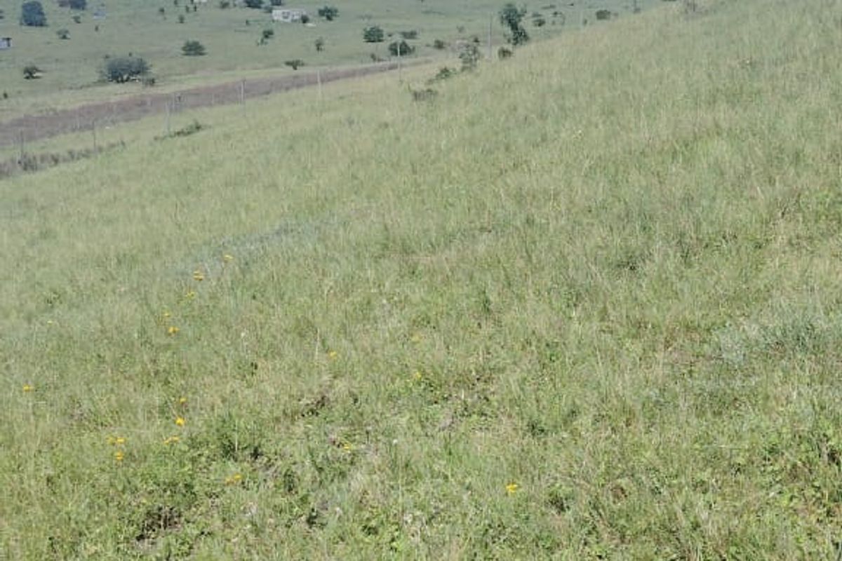 Vacant Land for Sale Maclean Town - Photo 4