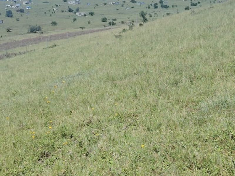 Vacant Land for Sale Maclean Town - Photo 4