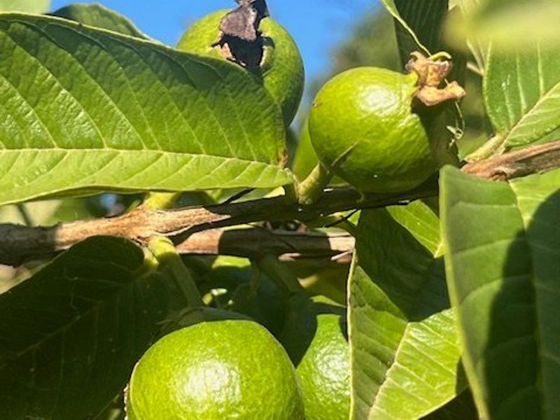 Prime Countryside Living - Photo 8