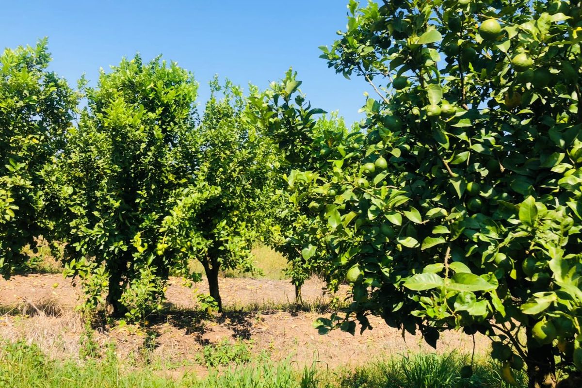 Lemon Farm, Vacant Land, Centrally located  - Photo 2