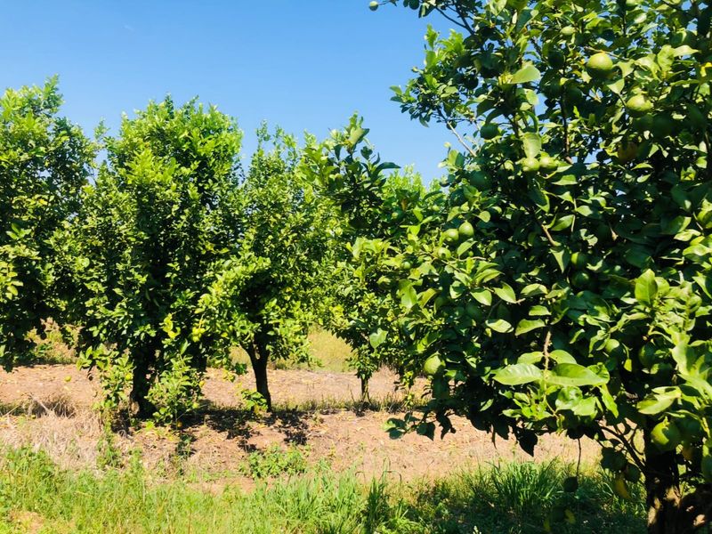 Lemon Farm, Vacant Land, Centrally located  - Photo 2