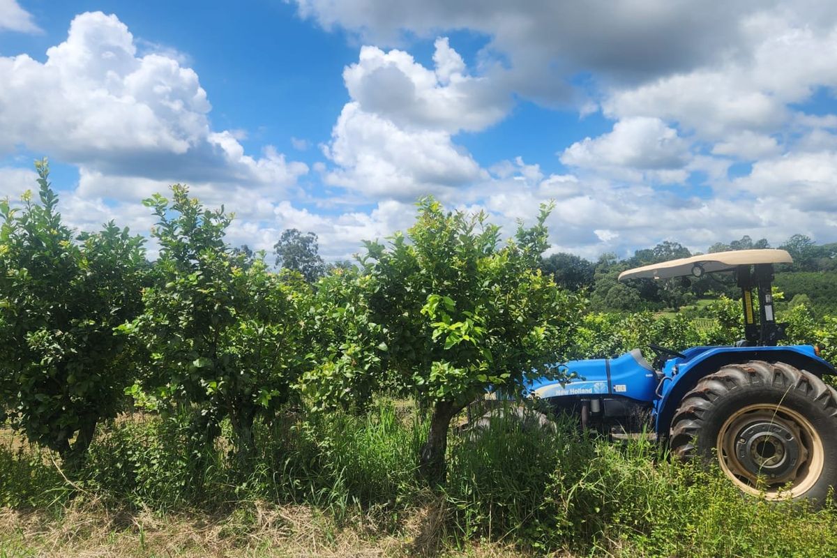 Lemon Farm, Vacant Land, Centrally located  - Photo 5
