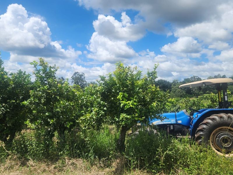 Lemon Farm, Vacant Land, Centrally located  - Photo 5