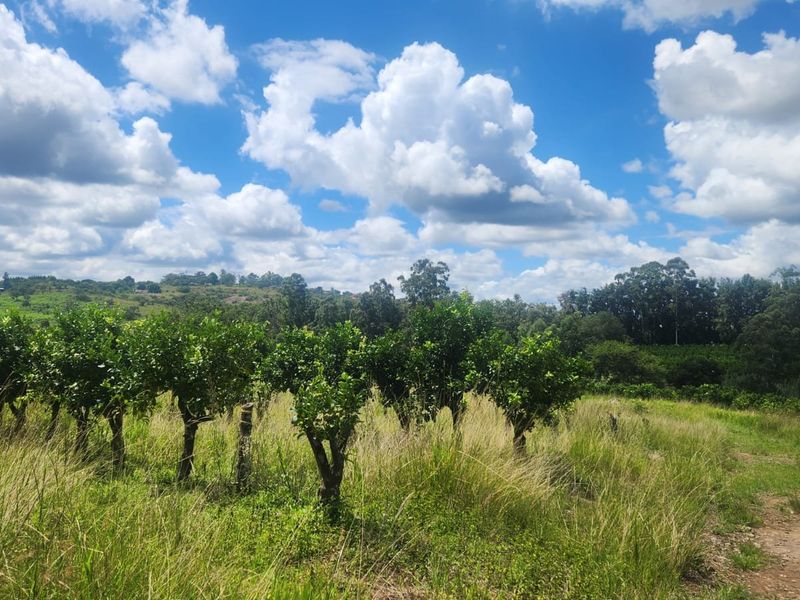 Lemon Farm, Vacant Land, Centrally located  - Photo 9