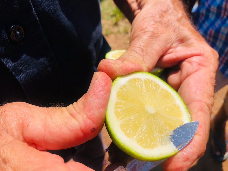 Lemon Farm, Vacant Land, Centrally located  - Photo 8