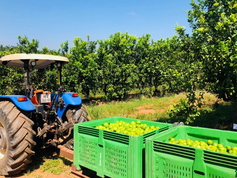 Lemon Farm, Vacant Land, Centrally located  - Photo 6