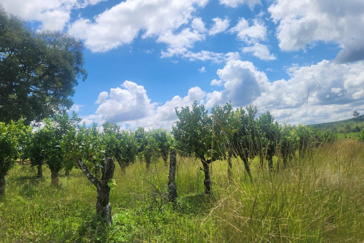 Lemon Farm, Vacant Land, Centrally located  - Photo 3