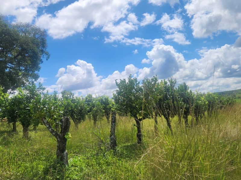 Lemon Farm, Vacant Land, Centrally located  - Photo 3