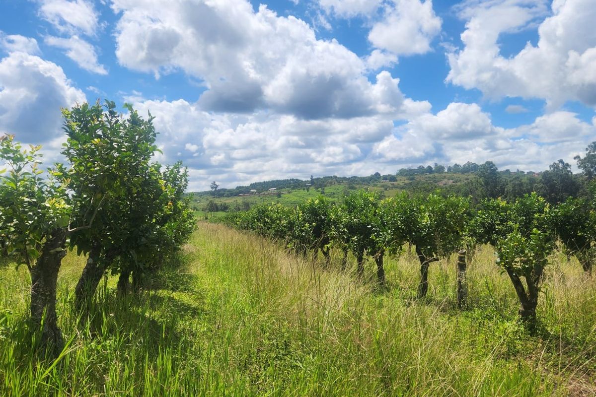 Lemon Farm, Vacant Land, Centrally located  - Photo 4