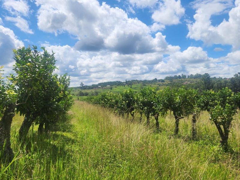 Lemon Farm, Vacant Land, Centrally located  - Photo 4
