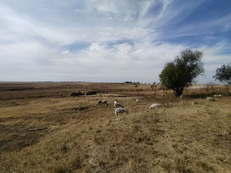 77 ha Farm For Sale in Evander - Photo 4