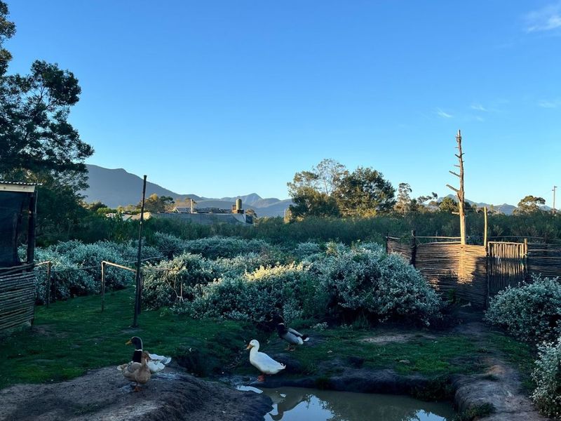 Large Vacant Erf/Small Holding Kurland - Photo 7