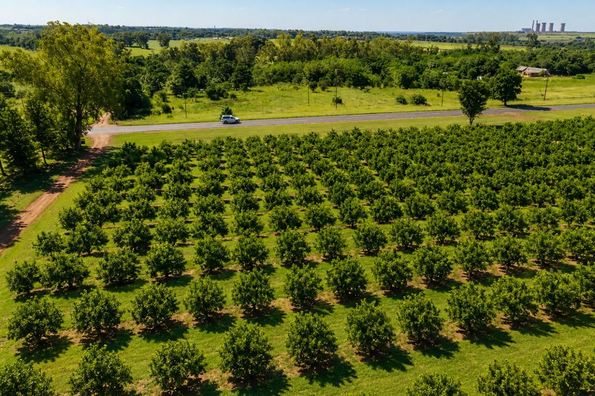 Aerial view of a well-maintained orchard on a farm, featuring rows of trees, a dirt access track, and adjacent paved road.
