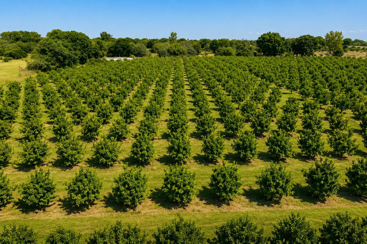 An aerial view of a well-maintained, expansive orchard featuring neatly aligned rows of fruit trees across the farm landscape.