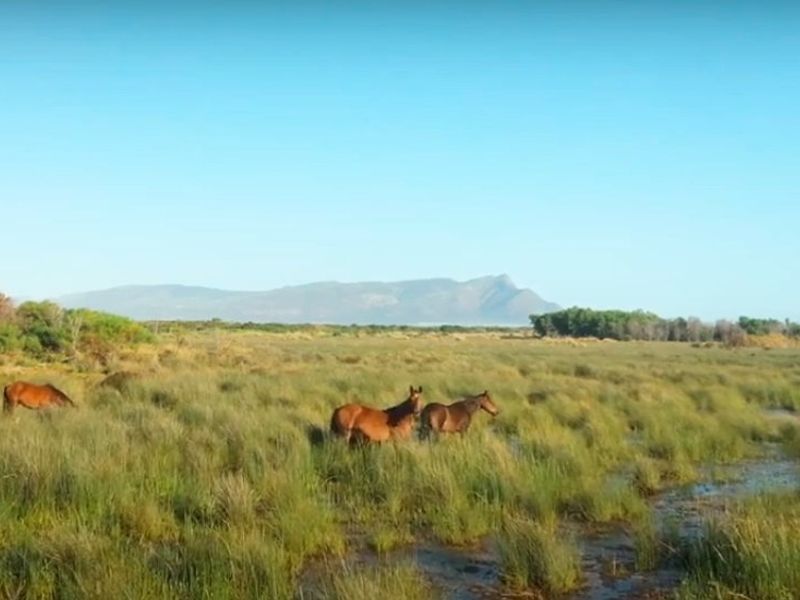 Golden opportunity to own one of the last vacant developable pieces of land inside a UNESCO Biosphere on a South African Coast. - Photo 10