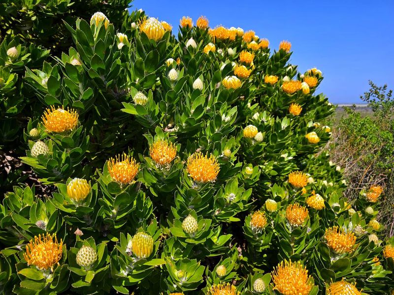 Golden opportunity to own one of the last vacant developable pieces of land inside a UNESCO Biosphere on a South African Coast. - Photo 8