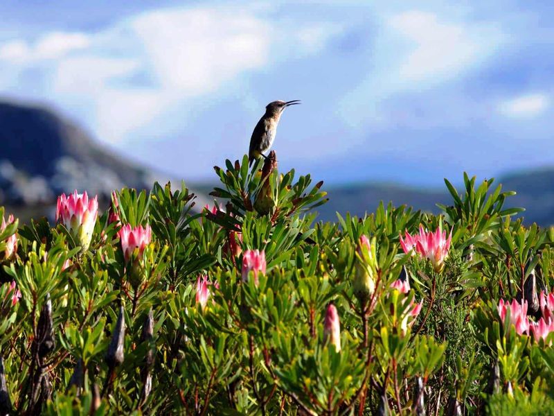 Golden opportunity to own one of the last vacant developable pieces of land inside a UNESCO Biosphere on a South African Coast. - Photo 3