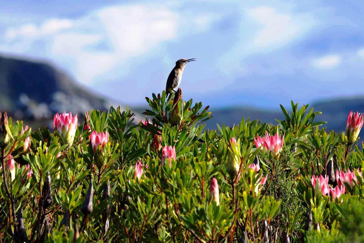 A scenic view of native fynbos vegetation and mountain landscape, highlighting the natural beauty and environmental character of the vacant land.