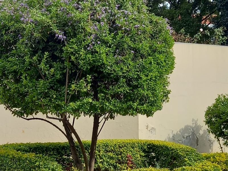 2 Bed 2bath Cosy House cottage with a Lovely Garden-Corporate Rental, suitable for Expats, Professionals-Water, Utilities, House Keeping, Uncapped Wi-fi all included-Rosebank.  A Steal! - Photo 5