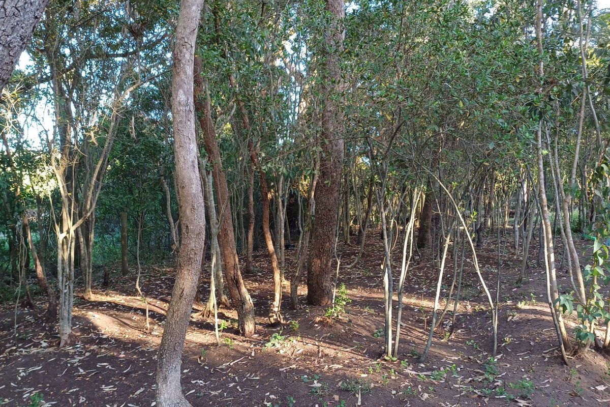 FOR SALE! SMALLHOLDING IN LANGVLEI DUNES, WILDERNESS  - Photo 5