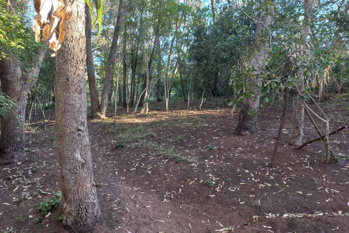 A view of a natural, wooded residential plot featuring mature trees and cleared ground, suitable for development.