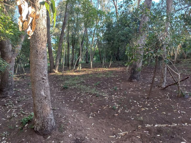 A view of a natural, wooded residential plot featuring mature trees and cleared ground, suitable for development.