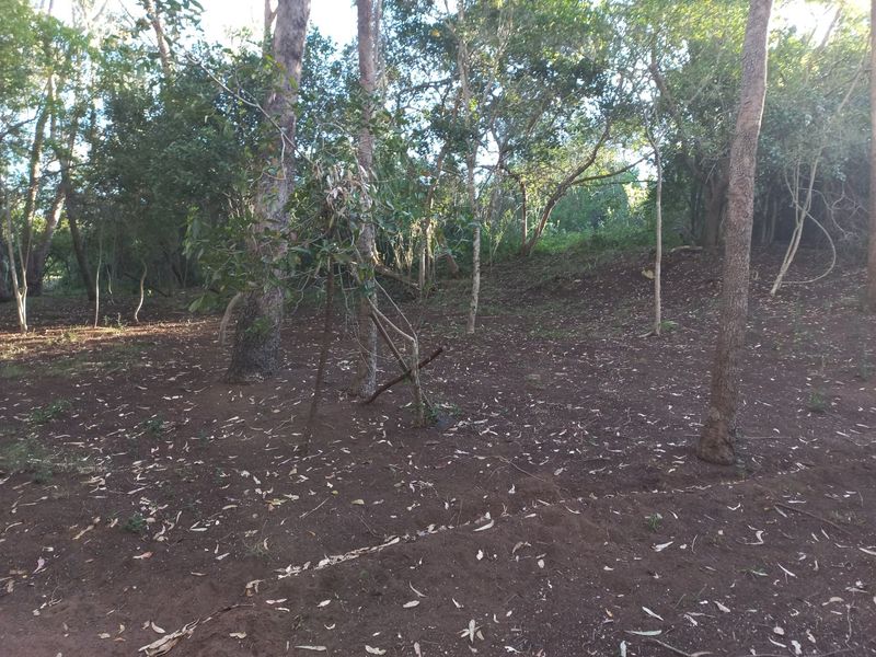A view of a vacant residential plot featuring mature trees and cleared ground, offering a natural setting for potential development.