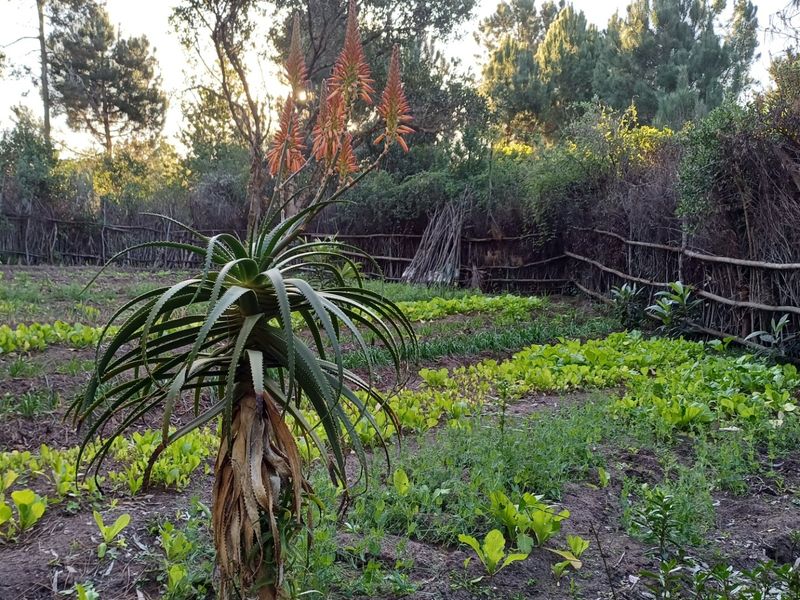 A well-established vegetable garden featuring cultivated planting rows and rustic wooden pole perimeter fencing.