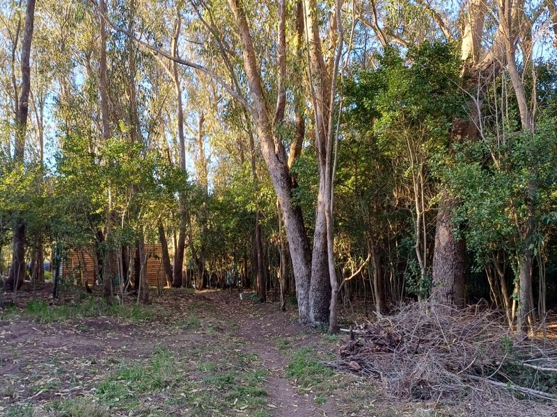 A view of a wooded residential plot featuring mature trees and natural vegetation, offering a private and serene setting for potential development.
