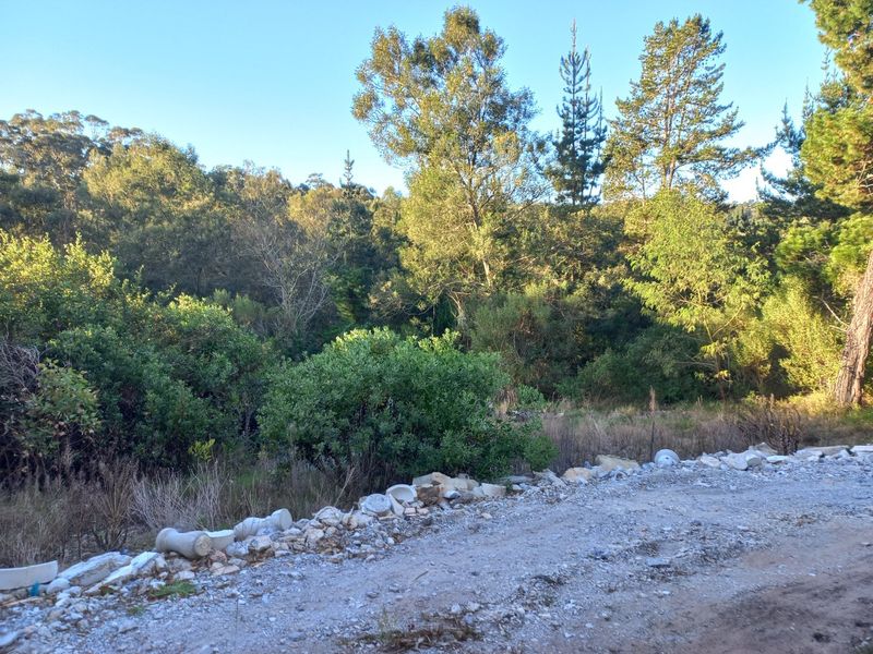 A view of a natural, undeveloped residential plot featuring mature trees, native vegetation, and a gravel verge.