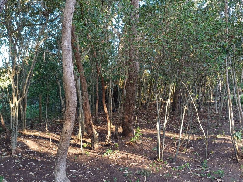 A view of a naturally wooded area on the residential property, featuring mature trees and established vegetation.