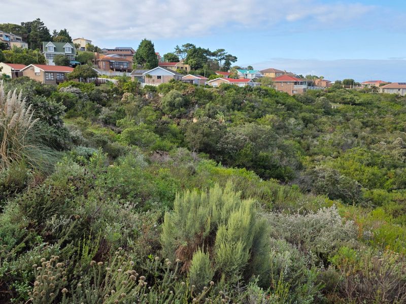 A scenic view of a sloping residential plot covered in dense native coastal vegetation with established homes visible in the background.