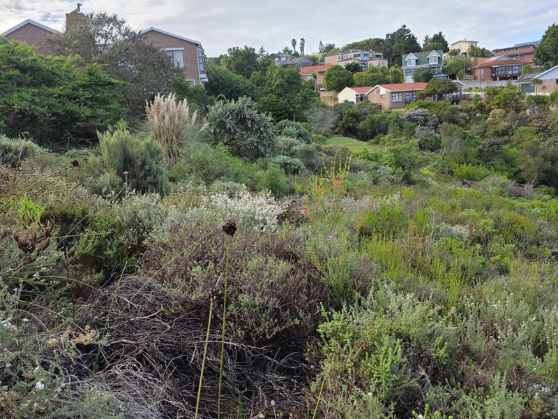 A view of a sloped residential plot featuring natural indigenous vegetation and surrounding neighborhood homes.