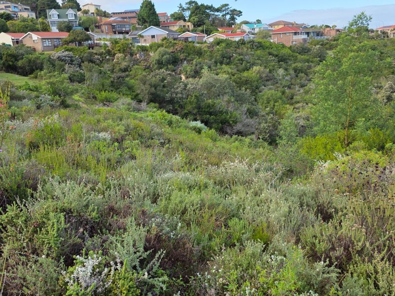 A view of a sloped, undeveloped residential plot covered in natural vegetation, with established residential homes visible in the background.