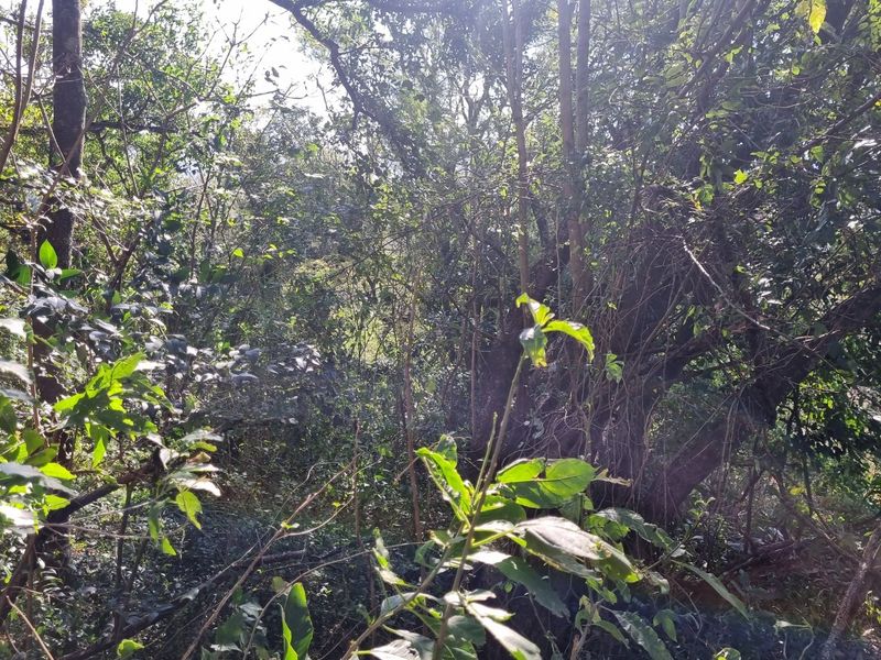 A view of a densely wooded area with mature trees and thick natural vegetation on the residential land.