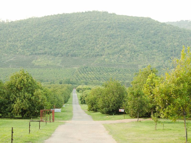 Beautiful  5-Star Tented Lodge, Spa and Restaurant on a 100 acre Macadamia Farm  in Hazyview - Photo 2