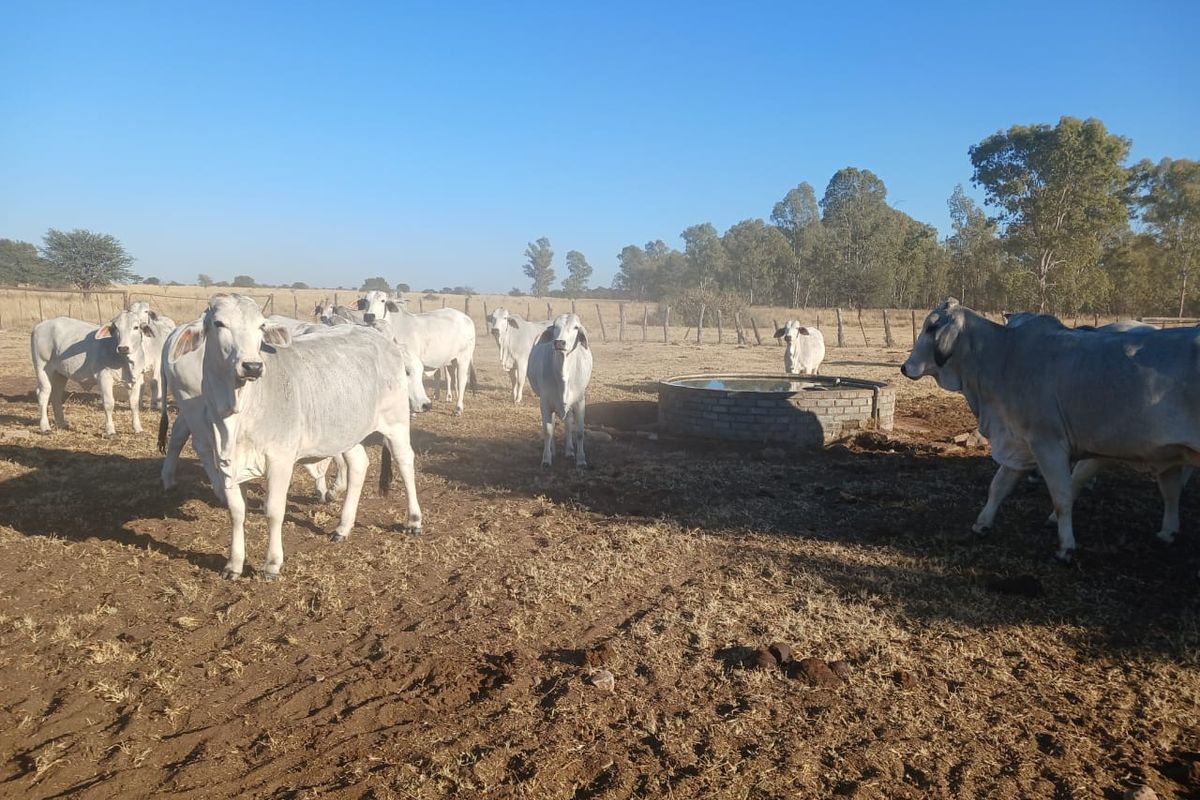 Exceptional 881-Hectare Farming Property for Sale in Vryburg District - Photo 2