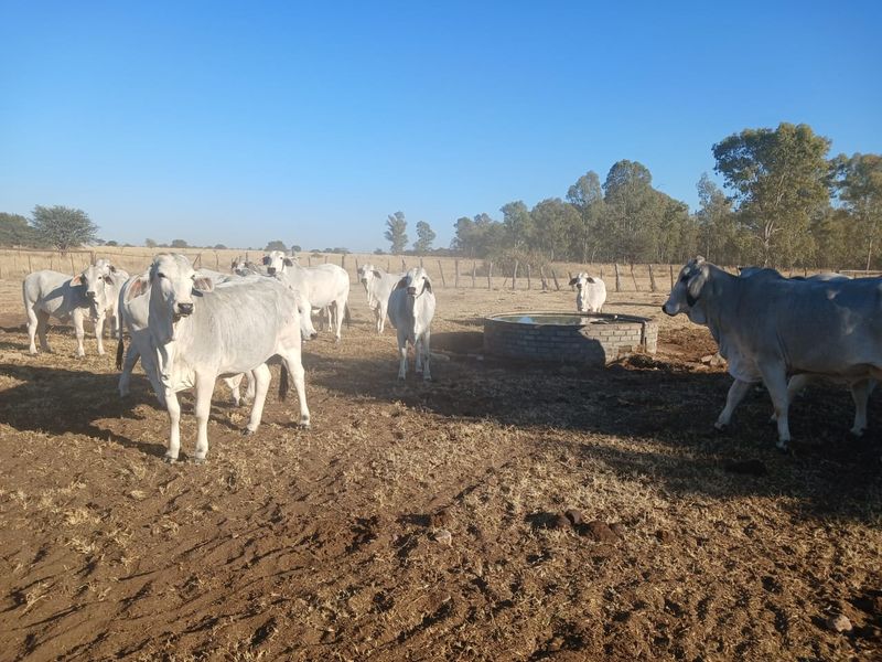 Exceptional 881-Hectare Farming Property for Sale in Vryburg District - Photo 2