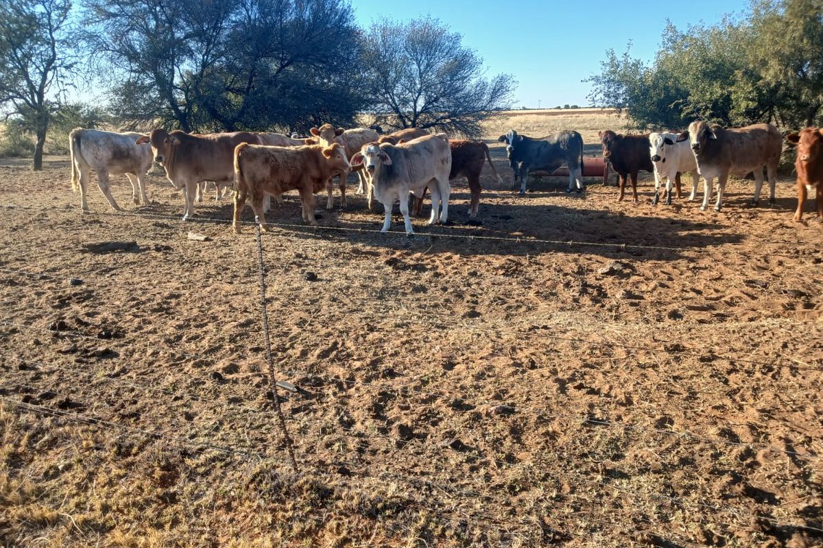 Exceptional 881-Hectare Farming Property for Sale in Vryburg District - Photo 3