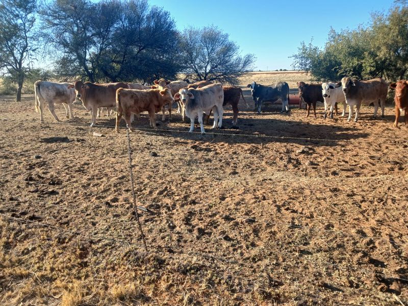 Exceptional 881-Hectare Farming Property for Sale in Vryburg District - Photo 3