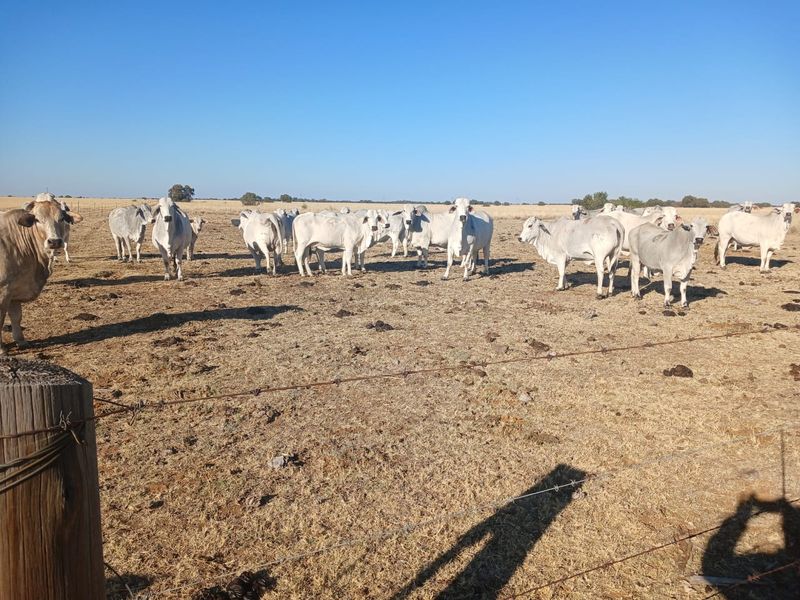 Exceptional 881-Hectare Farming Property for Sale in Vryburg District - Photo 9