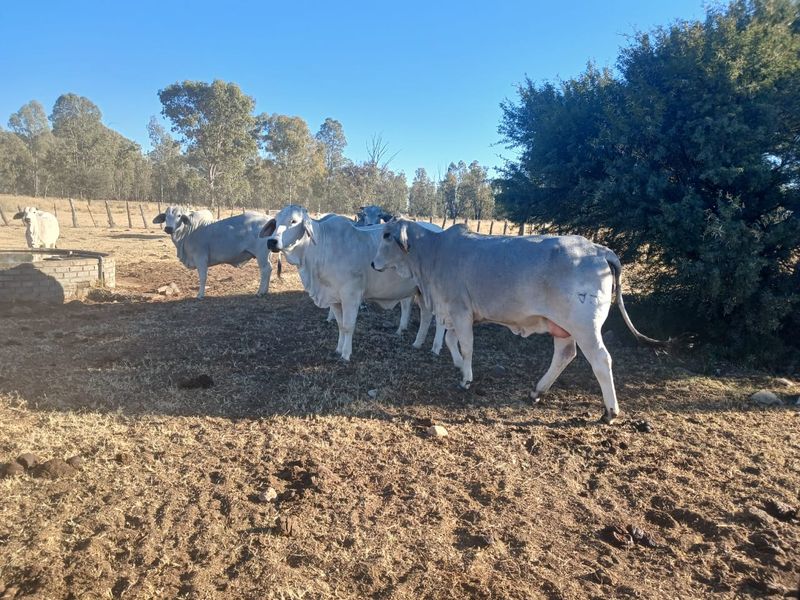 Exceptional 881-Hectare Farming Property for Sale in Vryburg District - Photo 8