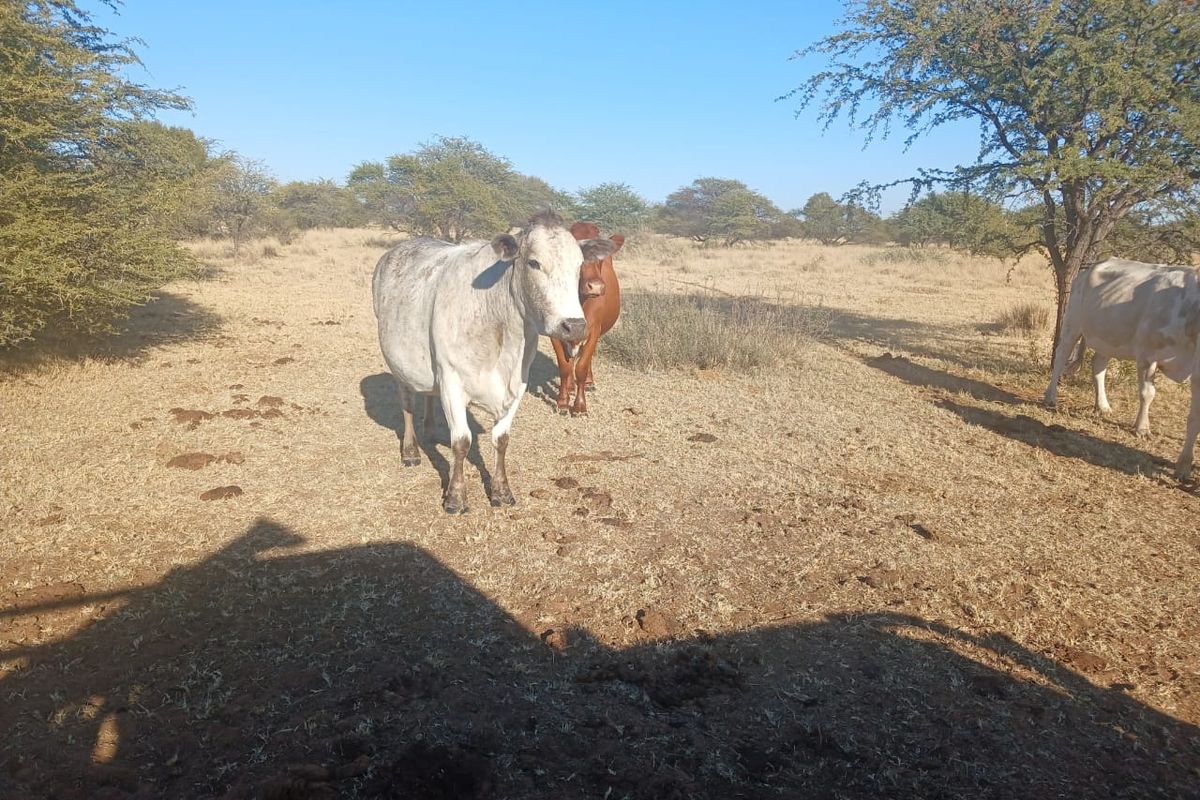 Exceptional 881-Hectare Farming Property for Sale in Vryburg District - Photo 5