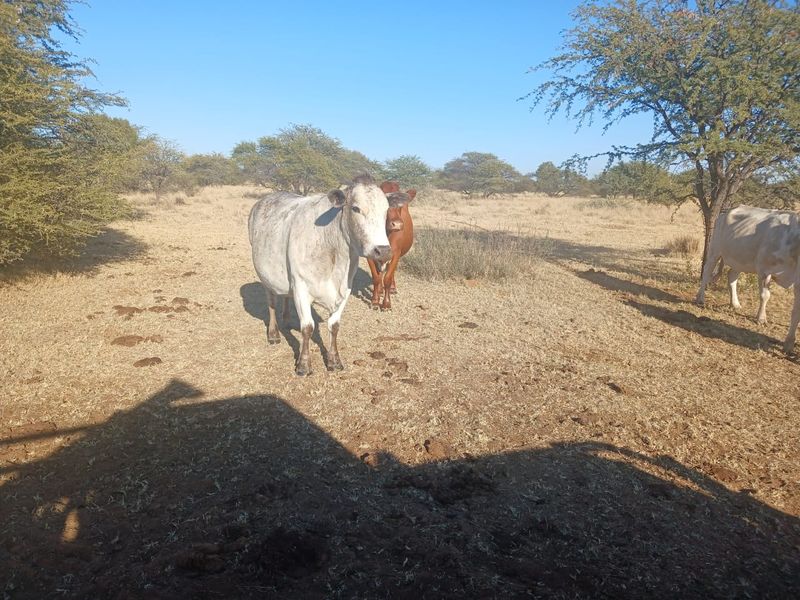 Exceptional 881-Hectare Farming Property for Sale in Vryburg District - Photo 5