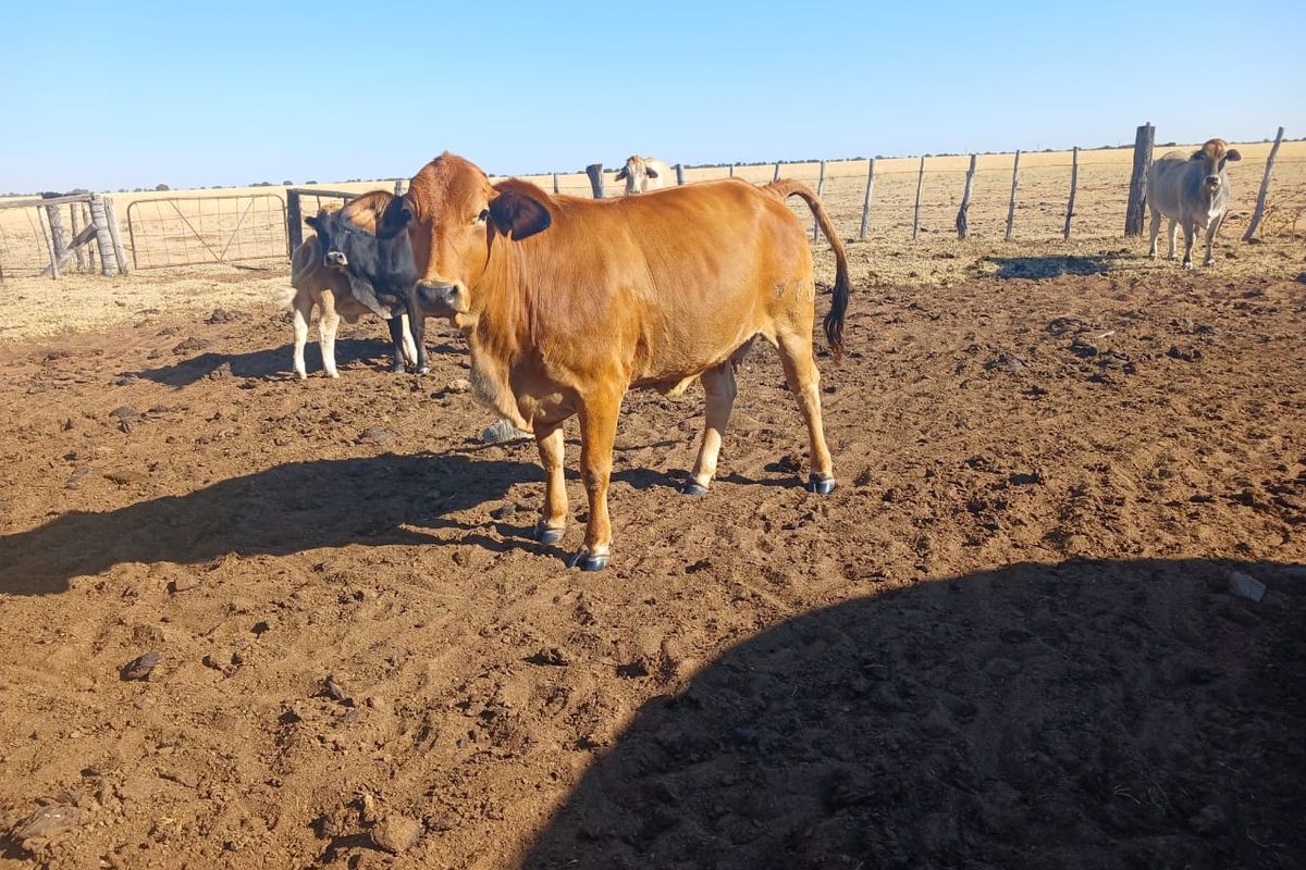 Prime 995-Hectare Livestock Farm for Sale in the Vryburg District - Photo 2