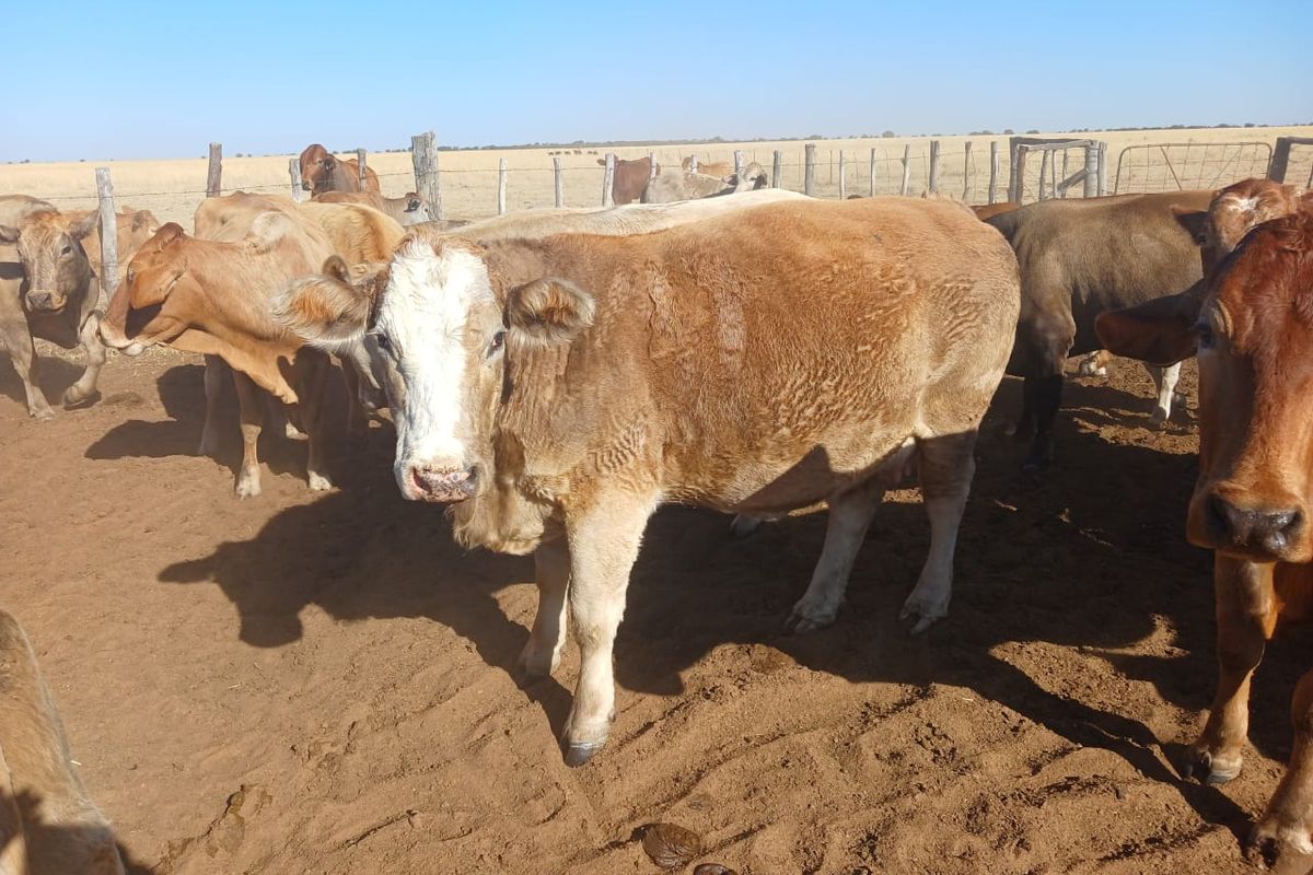Prime 995-Hectare Livestock Farm for Sale in the Vryburg District - Photo 3