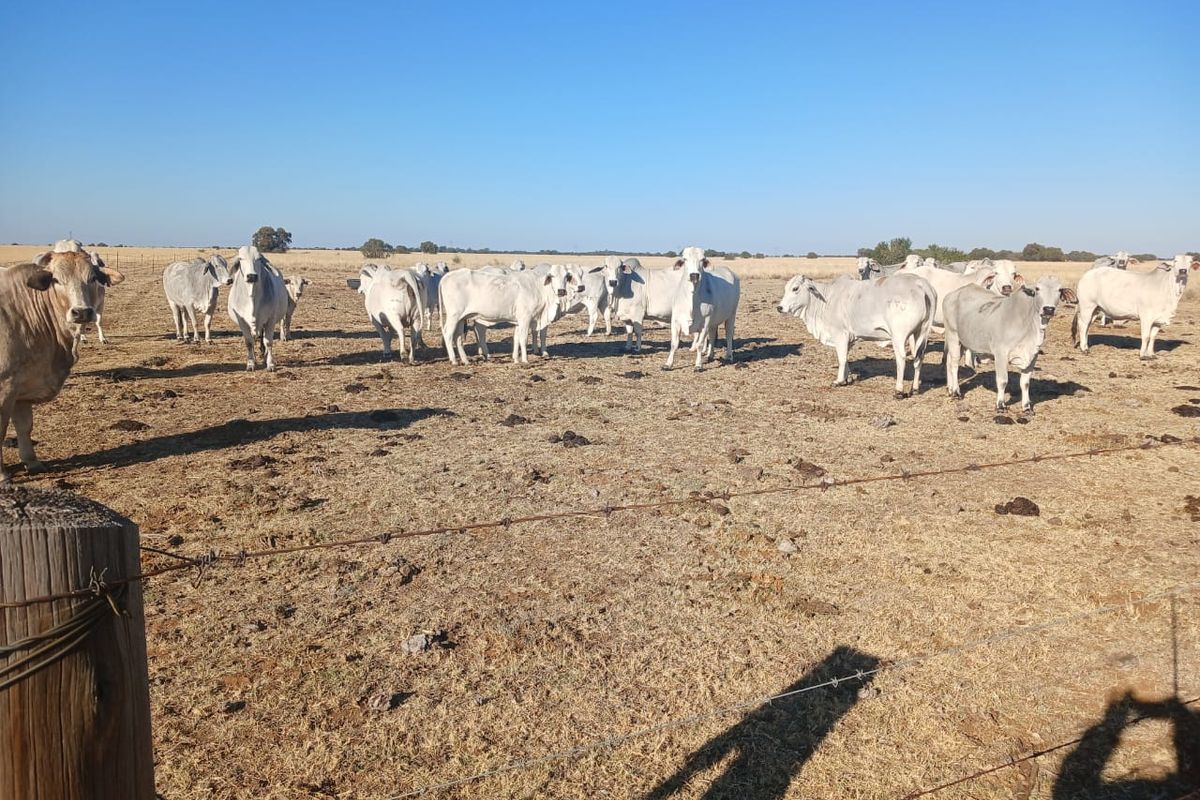 Superb 1862-Hectare Livestock and Irrigation Farm – Just 55 km from Vryburg - Photo 4